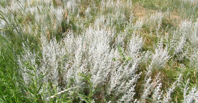 Artemisia maritima